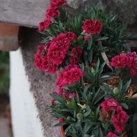 Kapsali Lägenhet Galini (Naxos)