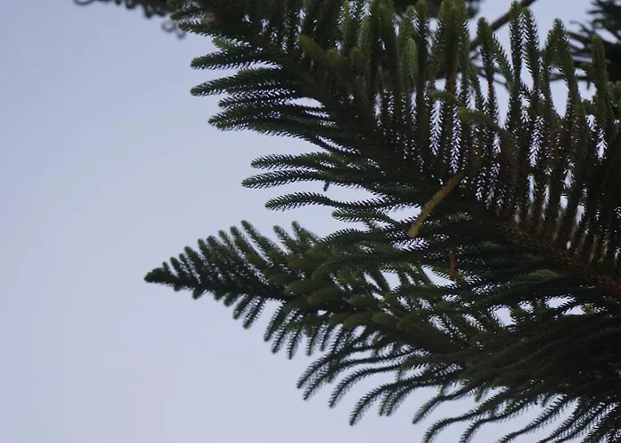 Kapsali Apartament *