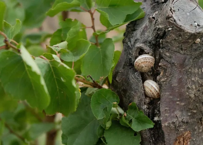 Apartament Kapsali Galini (Naxos)