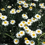 Kapsali Apartment Galini (Naxos)