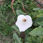 Kapsali *
