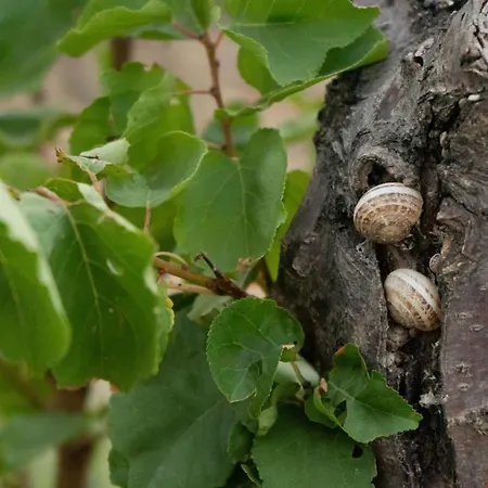 Διαμέρισμα Kapsali Γαλήνη