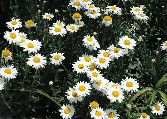 Kapsali Lägenhet Galini (Naxos)