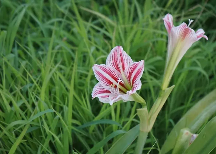 Kapsali Lägenhet Galini (Naxos)