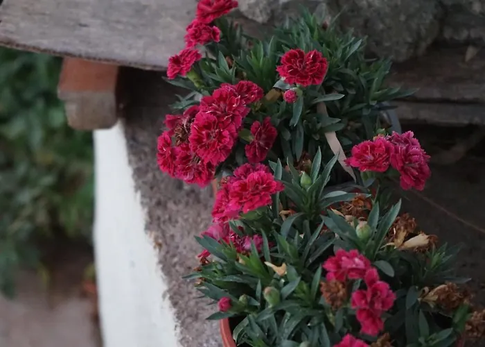 Kapsali Lägenhet Galini (Naxos)